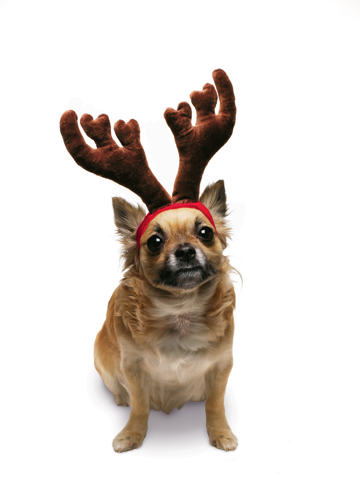 dog_front.jpg